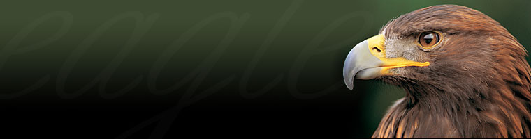 Header Graphic
